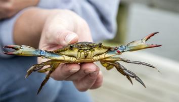 Jadranem se šíří nebezpečný invazní krab. Může se stát hitem restaurací