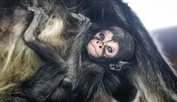 Pražská zoo má nový přírůstek. Patří k nejvzácnějším savcům