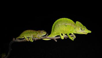 Vzácný chameleon žije! Odborníci objevili ztracené zvíře po 100 letech