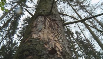 VIDEO: Ústí nad Labem řeší problém uschlých stromů