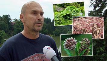 Mají se zahrádkáři bát invazivních rostlin? REAKCE ODBORNÍKA