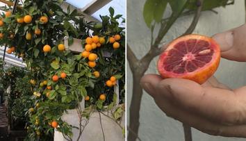 Nadšenec pěstuje ve skleníku citrusy z celého světa