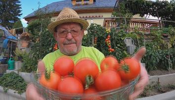 Rekordní úroda rajčat, obří slunečnice i dýně. Zahrádkářům se letos dařilo