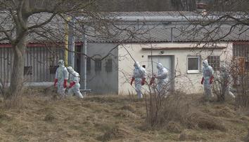 Ptačí chřipka je v osmi krajích, začalo vybíjení nakažených zvířat