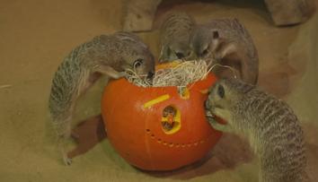 Olomoucká zoo připravila pro zvířata hostinu. Podávala dýně s červy a potkany