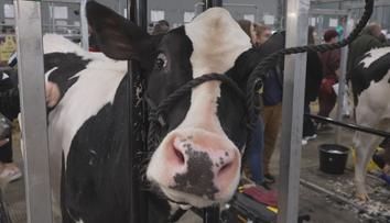 Hospodářská zvířata a nejnovější stroje: V Brně se koná Agrishow