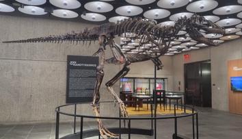 Vzácná kostra dinosaura se vydražila za miliardu. Existují jen dva další exempláře