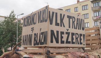 Další útok vlků. Zvířata roztrhala desítky ovcí, nebojí se chodit ani do centra obcí
