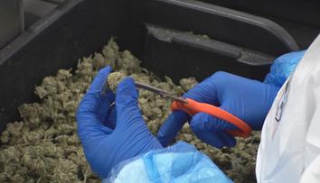 Chystá se legalizace marihuany. Přesvědčili jsme zbytek vlády, hlásí Piráti