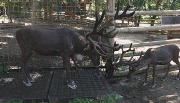 Vedra trápí i zvířata v zoo. S horkem jim pomáhají rosicí sprchy
