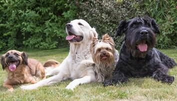 Veterinář řekl, kterých pět psích plemen by si určitě pořídil. A prozradil i důvody