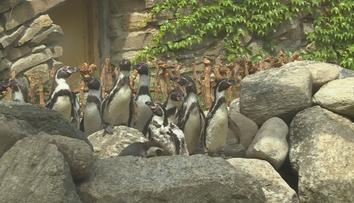 Tučňáci ve zlínské zoo dostali nový výběh. Okamžitě si ho oblíbili