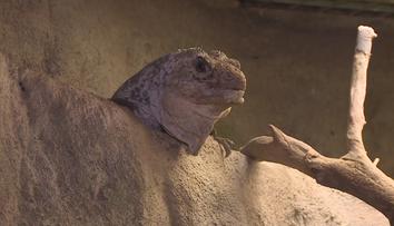 Zoo v Brně chystá odchov téměř vyhynulého leguána mangrovového