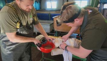 Jak vzniká nová generace sumců? Reportér nahlédl do rybí líhně