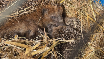 Lidé nosí ošetřovatelům nalezené ježky. Často zcela zbytečně