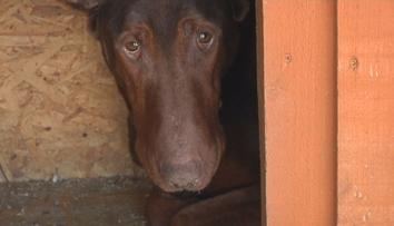 Opilý otec nechal dítě v kočárku na dvoře. Rozsápal ho dobrman
