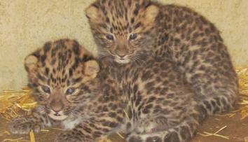 Mláďata levhartů v olomoucké zoo se mají čile k světu. Jejich pohlaví se ale zatím neví