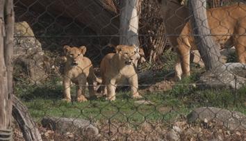 Zlínská zoo má nové tři přírůstky. Po šedesáti letech se raduje z mláďat lvů