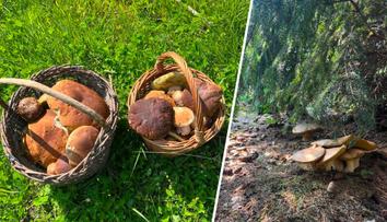 Lidé z jedné části Česka hlásí houbové žně. Košíky plní až po okraj