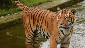 Floridská zoo musela utratit oblíbeného tygra. Zaútočil na uklízeče