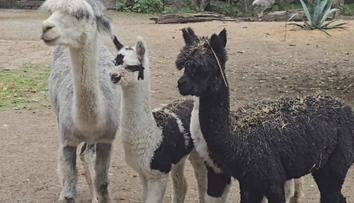 Jihlavská zoo má nové obyvatele. Mláďata alpak budí velkou pozornost
