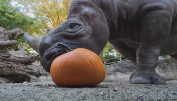 Zvířata v americké zoo dostala dýně. Mají jim zlepšit stravu a duševní pohodu