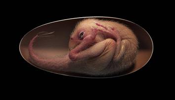 Vědci našli dokonalé dinosauří embryo, je staré nejméně 66 milionů let