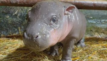 Jihlavská zoo se rozloučila s mládětem hrošíka. Přesunulo se do Izraele