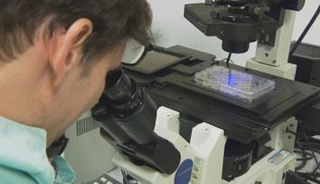 Geneticky upravený parazit zachránil křečkům život. Pomoct by mohl i lidem