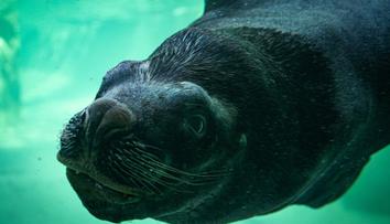 Tragická smrt Huga mění libereckou zoo. Jeho pavilon čeká nový účel