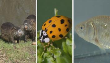Karas, nutrie i berušky! Migrující zvířata ohrožují původní české druhy