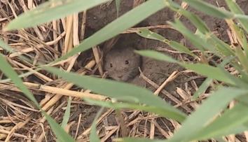 Hraboši likvidují moravské zemědělce. O jejich budoucnosti rozhodne tato zima