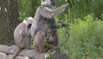 Ostravská zoo se pyšní světovým prvenstvím, tři mláďata opiček hulmanů posvátných