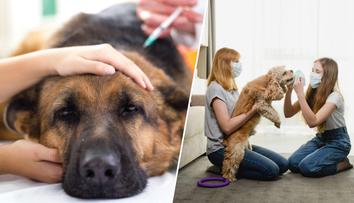 Majitele psů ohrožuje koronavirus o 78 % víc než ostatní, tvrdí vědci
