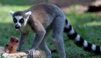 Ostravská zoo konečně odchytila uprchlého lemura. Seděl v zahradě na třešni