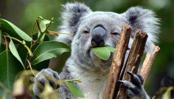 Medvídci koala mizí! Z Austrálie jich za poslední tři roky ubyla třetina