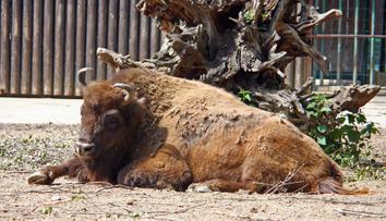 Návštěvníci v zoo házeli na bizony kameny. Nic nedělají, obhajovali se
