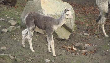 Příjemné překvapení v jihlavské ZOO. Narodila se tam lama druhu alpaka