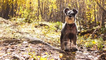 Fenka spolkla žalud, měla z toho těžkou otravu. Buďte obezřetní, varují veterináři