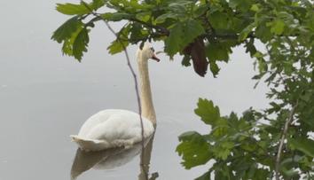 Lidé krmili ptáky pečivem. Zahubili kachny i labutě