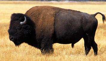 Horor na výletě v Yellowstonském parku. Turistku nabral na rohy bizon