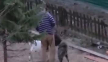 VIDEO: Kozu surově napadl pes. Majitel nechal zvíře trpět, není to prý poprvé