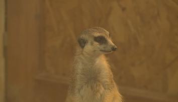 Zoo Hluboká se rozzářila do vánoční nálady. Zdobí ji téměř milion světýlek