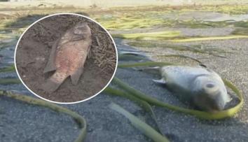 Lidé ignorují nebezpečí erupce sopky Taal, vrací se domů zachránit zvířata