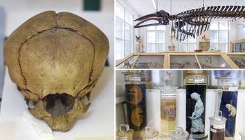 Takové muzeum jste ještě neviděli! Naložený pes i opravdový kyklop!