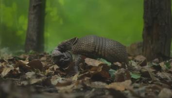 V ústecké zoo se narodilo mládě pásovce kulovitého. Jeho odchov je vzácný