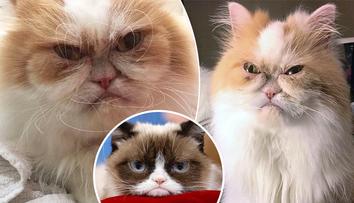 Grumpy Cat má nástupce: Tohle je nová nejnaštvanější kočka