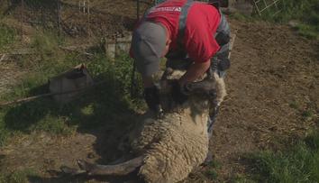 Zvířata trápí velká vedra, ovce brzy čeká stříhání