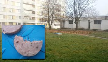 Kladnem obchází "propichovač", lékař ze psa vytáhl 11 špendlíků!