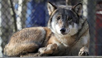 Zoo pobouřila veřejnost, utratila celou vlčí smečku. Nešlo to prý jinak
